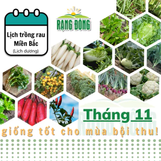 Hạt giống Rau Củ Quả trồng theo mùa ở miền BẮC, tháng 11 này trồng rau gì cho năng suất cao? - Hạt giống Rạng Đông