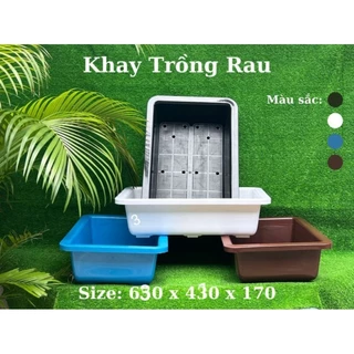 khay nhựa trồng rau sạch thông minh 63x41x17cm có kèm vĩ lót chậu