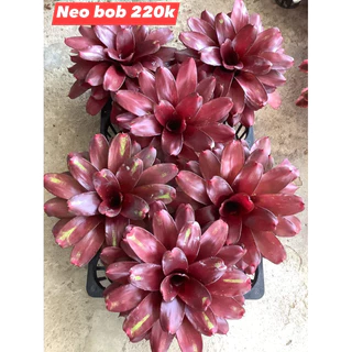 Dứa Nam Mỹ Neo Bob nhỡ trang trí bể bán cạn,tiểu cảnh