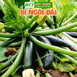 Hạt giống bí ngòi xanh hàn quóc, dễ trồng F1 - h2t farm