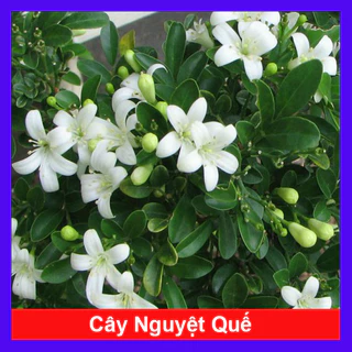 Cây Nguyệt Quế hoa thơm - Cây cảnh sân vườn cho hoa thơm ngào ngạt