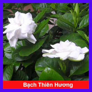 Cây bạch thiên hương - cây cảnh hoa rất thơm trồng ban công, sân vườn