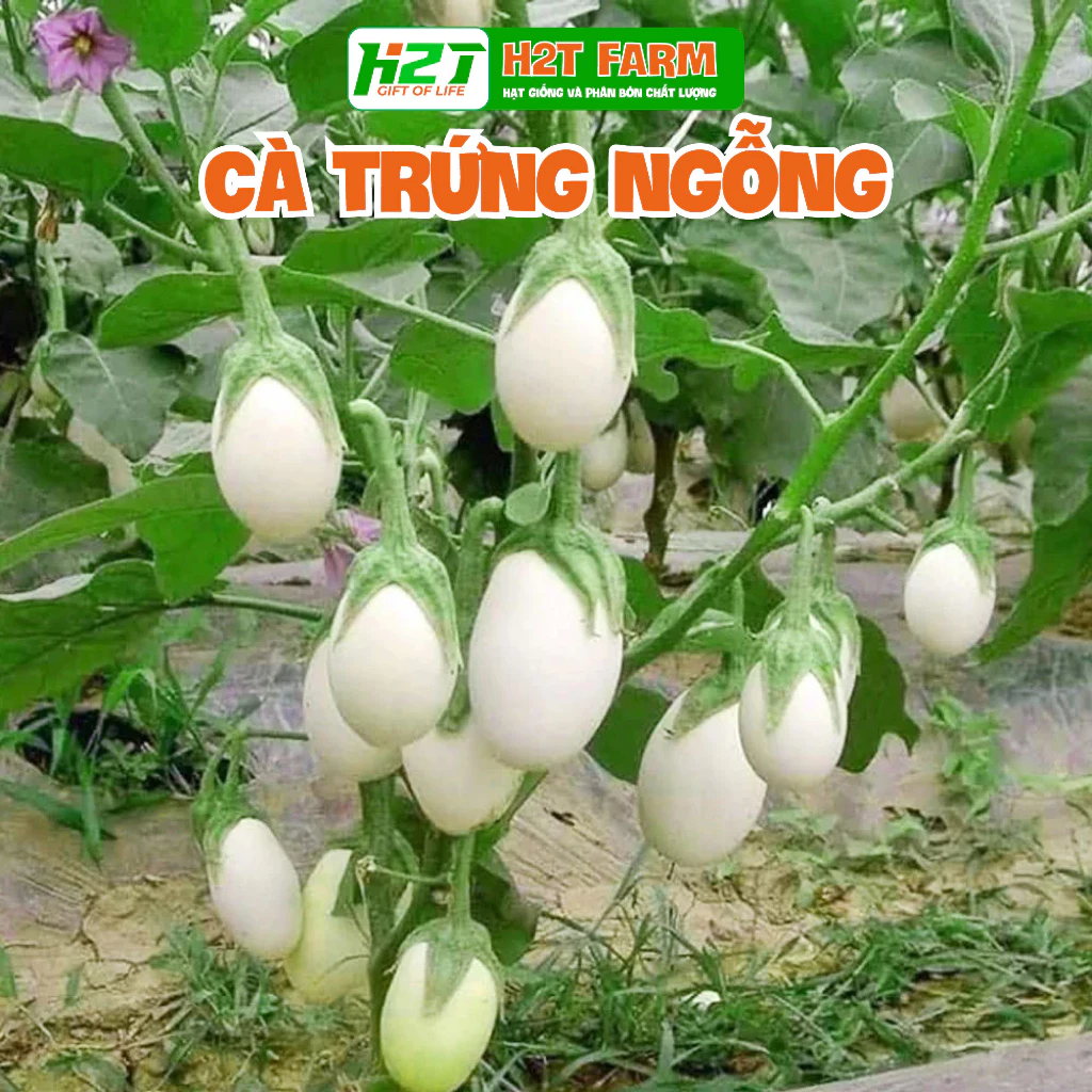 Hạt giống cà trứng ngỗng