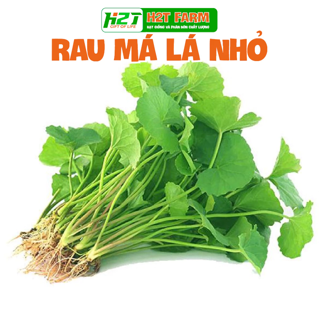 Hạt Giống Rau Má Lá Nhỏ Dễ Trồng, Năng Suất Cao