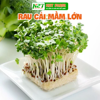 Hạt Giống Rau Mầm Cải Ngọt - Giòn, Ngọt