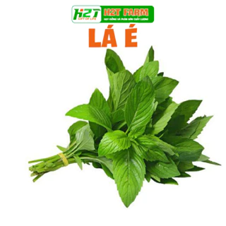 Hạt giống lá é (rau thơm sả)