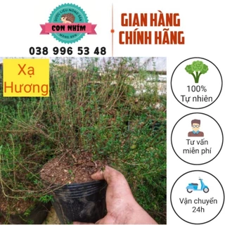 Cây xạ hương ( thyme) 1 chậu mùi thơi xua đuổi côn trùng