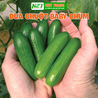 Hạt giống dưa chuột baby chùm HN - h2t farm