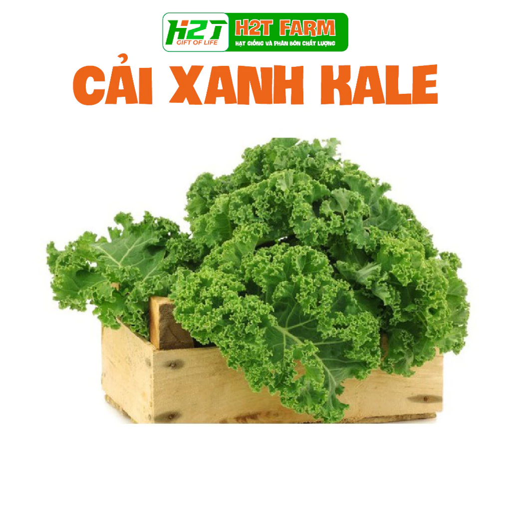 Hạt giống Cải Xoăn Kale kháng bệnh tốt, giàu dinh dưỡng - H2T FARM