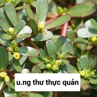 1kg rau sam mọc thiên nhiên