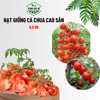 HẠT GIỐNG CÀ CHUA CAO SẢN 0.5gr - MUA 3 TẶNG 1 CÙNG LOẠI