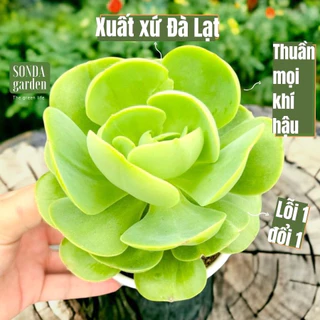 Sen đá bèo má đào SONDA GARDEN size trung bình 10-12cm, cây cảnh trang trí nhà cửa, lỗi 1 đổi 1