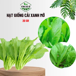 HẠT GIỐNG CẢI XANH MỠ - MUA 3 TẶNG 1 CÙNG LOẠI