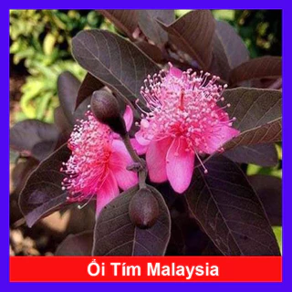 Cây ổi tím Malaysia - Cây ăn quả trồng chậu