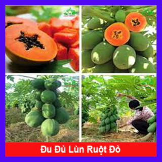 Cây đu đủ lùn - Sai quả - Vị rất ngọt