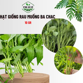 HẠT GIỐNG RAU MUỐNG BA CHẠC - MUA 3 TẶNG 1 CÙNG LOẠI