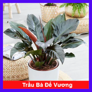 Trầu Bà Đế Vương - Cây kiểng để bàn làm việc