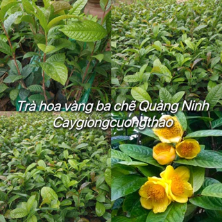 Cây Trà hoa vàng, chè hoa vàng ba chẽ Quảng Ninh (mua 10 tặng 1)