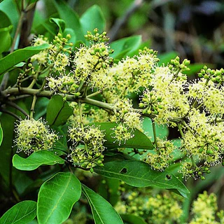 Ngũ gia bì gai  - Cây giống chuẩn