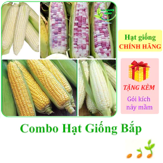 [Seeds] Nhiều Loại Hạt Giống Bắp Chính Hãng, Dễ Trồng, Sinh Trưởng Khỏe