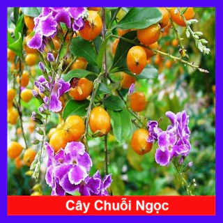 Cây chuỗi ngọc hoa tím - cây kiểng đẹp - thích hợp trồng hàng rào - trang trí lối đi sân vườn