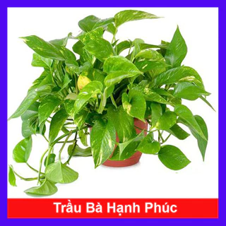 Cây trầu bà xanh - Cây kiểng mini