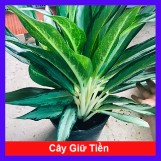 Cây Giữ Tiền - Cây cảnh tài lộc trang trí