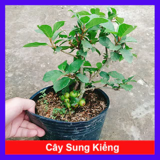 Cây sung ta - Cây kiểng trong nhà