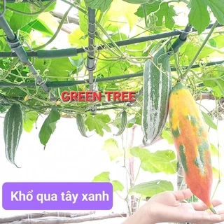 Cây giống khổ qua tây xanh(mướp ngọt)