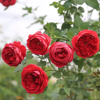hoa hồng pas deux rose 35-45cm