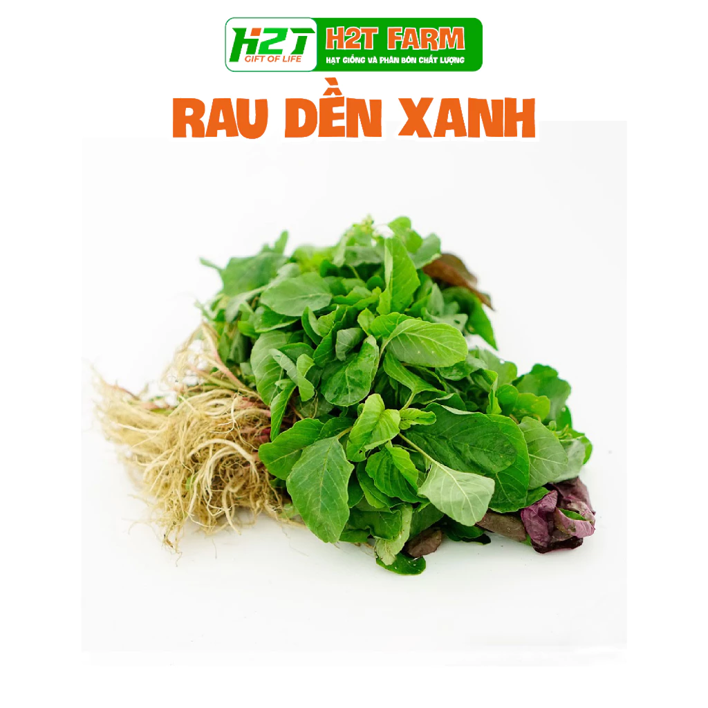 Hạt giống Rau dền xanh lá nhọn 20gr dễ trồng - H2T FARM