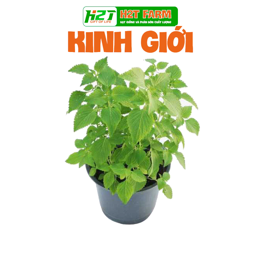 Hạt Giống Rau Kinh Giới Cao Sản - H2T FARM