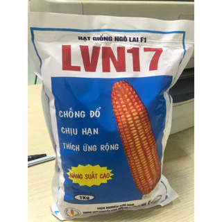 Giống ngô lấy hạt LVN 17