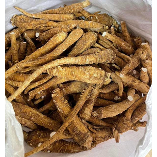 Bạch Chỉ nguyên củ [1kg]