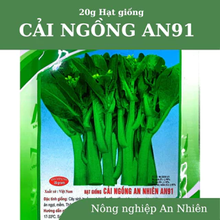 20g Hạt giống Cải ngồng An Nhiên AN91 chịu nhiệt, chịu rét, thân mập, trồng quanh năm