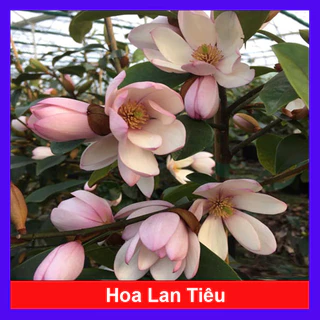 Cây hoa lan tiêu (hàm tiếu) hoa thơm ngát - cây cảnh hoa thơm sân vườn