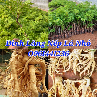 Cây đinh lăng nếp lá nhỏ bầu dễ ổn định (mua 10 tặng 1) #cây_giống #cây_đinh_lăng_nếp #