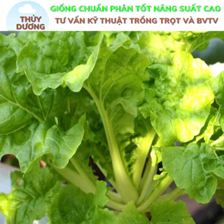 Hạt giống cải bẹ dún Thái lan gói 20 gram hạt gieo trồng quanh năm, ăn xào lẩu luộc rất ngon ngọt.
