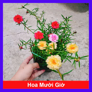 Cây hoa mười giờ - Cây cảnh trang trí