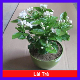 Cây Lài Trà - Cây cảnh sân vườn