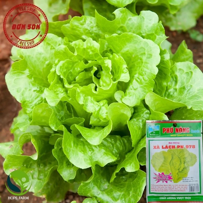 Hạt Giống Xà Lách PN-978 - Gói 10g - Lettuce