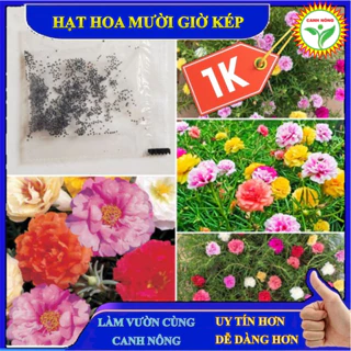 600 Hạt giống hoa mười giờ kép bông to (tặng kèm phân) Hạt Giống Hoa Mười Giờ Kép Ngoại Đủ Màu (600 Hạt, tặng kèm phân)