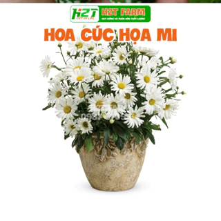 Hạt Giống Hoa Cúc Họa Mi Trắng - H2T FARM