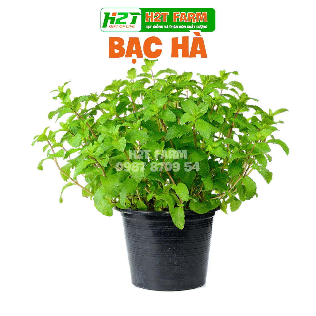 Hạt Giống Bạc Hà Âu Rado24 - h2t farm