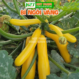 Hạt Giống Bí Ngòi Vàng trái rất sai, ăn ngon - h2t farm