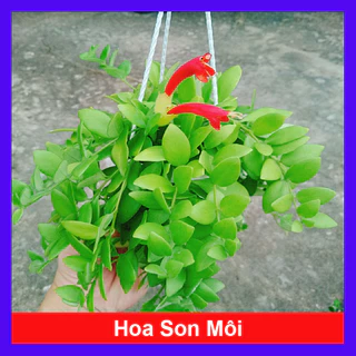 Cây Hoa Son Môi - cây chậu treo trang trí nhà cửa