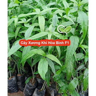 [Cây Dược Liệu] Cây Giống Xương Khỉ - Bìm Bịp - Mảnh Cộng - Hoa Bình , Giải Độc, Mát Gan, xương khớp