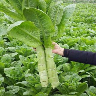 [Hạt giống Đài Loan] Hạt giống rau diếp thơm xanh (Có thể ăn sống) - Tỷ lệ nãy mầm 90%
