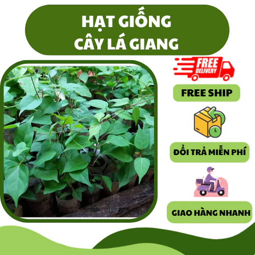 Hạt giống cây lá giang (10 hạt) - vị chua, chế biến ngon