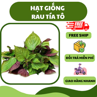 Hạt giống rau tía tô (2 gram) - thơm ngon, tốt cho sức khoẻ, trồng quanh năm